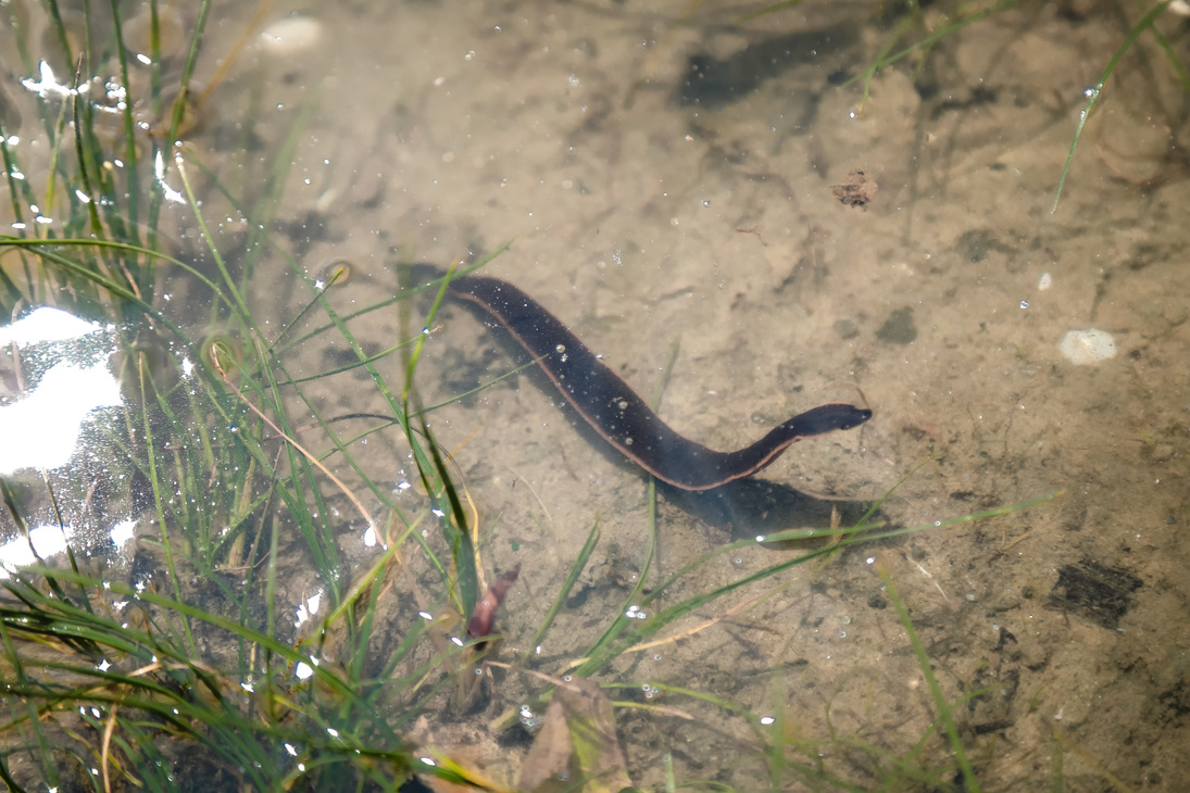 Leech in natural environment