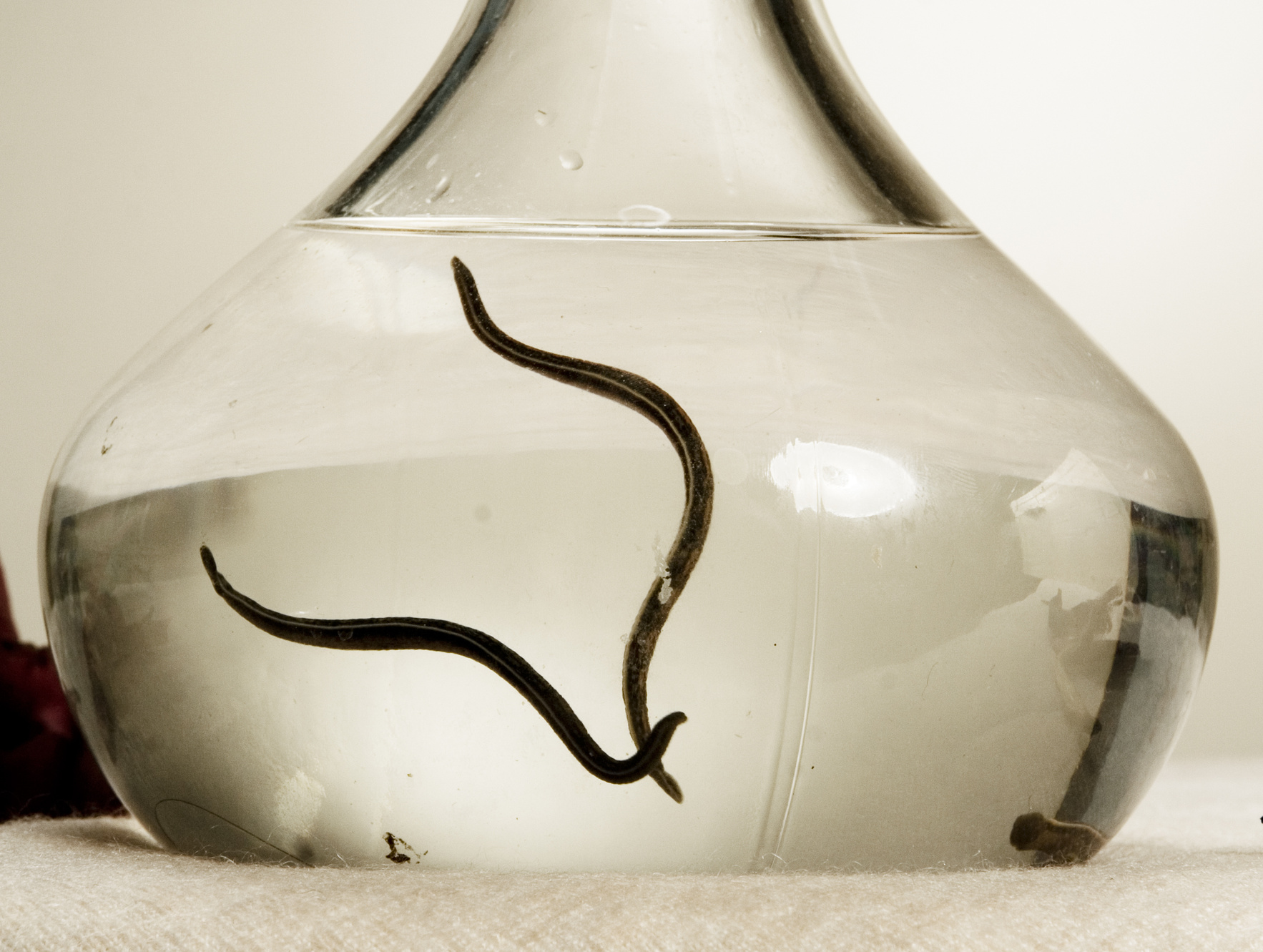 medical leeches