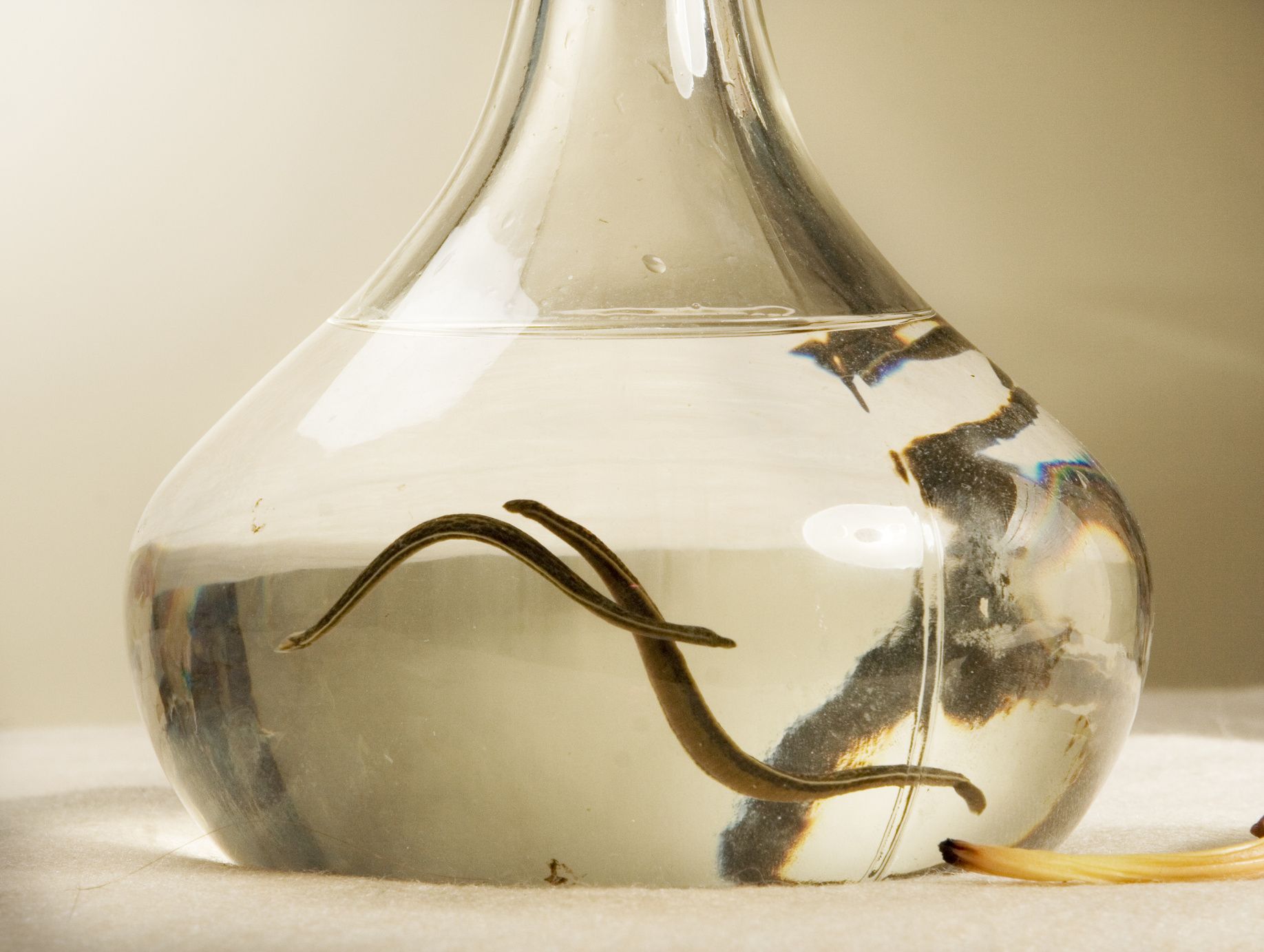medical leeches